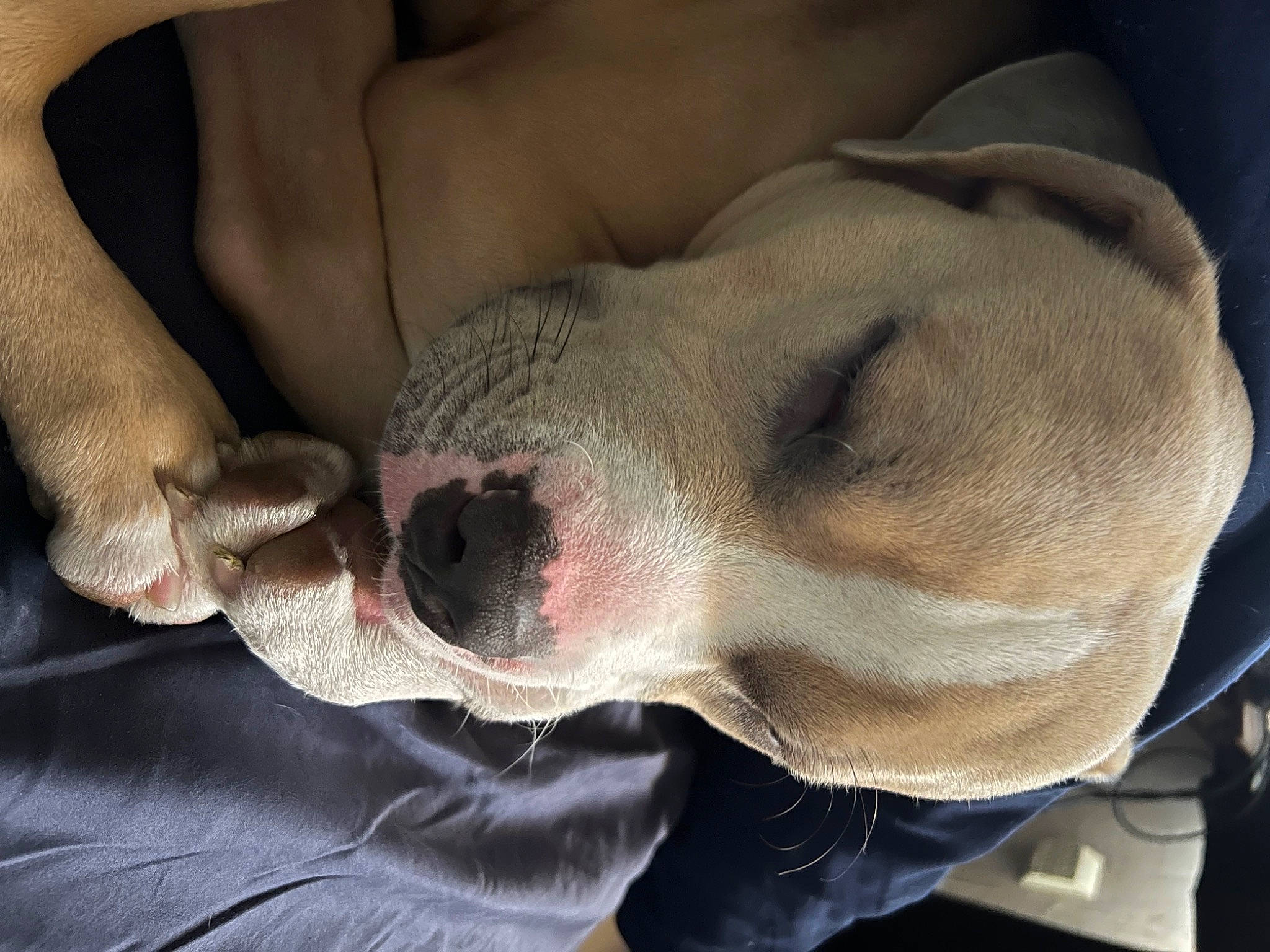 Charlie joined the competition — help win amazing prizes! canidae, carnivore, collar, comfort, companion_dog, dog, dog_breed, ear, eye, fawn, foot, fur, head, jaw, paw, snout, sporting_group, whiskers, working_animal, wrinkle