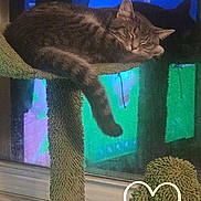 Ash is registered to the contest to win money with this photo: cat, tabby, sleeping, cat_tree, window, blinds, reflection, heart_doodle, indoor, furniture, cozy, pet, animal, tail, resting, soft_texture, green, gray, peaceful, home