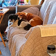 Champ joined the competition — help win amazing prizes! dog, beagle, shih_tzu, sofa, quilted_cover, pillow, coffee_table, book, living_room, plant, vase, remote_control, hardwood_floor, snuggling, pet_companionship, cozy, blanket, side_table, jar, date_stamp