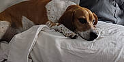 Champ is registered to the contest to win money with this photo: dog, beagle, pet, bed, pillow, blanket, bedding, indoor, sleepy, lying_down, paw, fur, headboard, portrait, cozy, home, nap, white_sheet, relaxed, domestic_animal