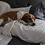 dog, beagle, pet, bed, pillow, blanket, bedding, indoor, sleepy, lying_down, paw, fur, headboard, portrait, cozy, home, nap, white_sheet, relaxed, domestic_animal