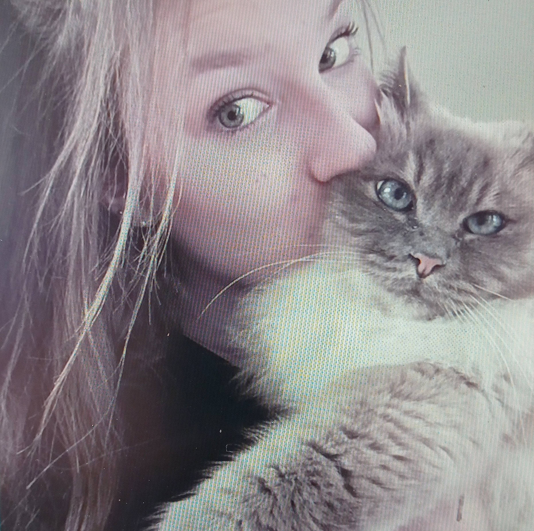 Dior a rejoint le concours — aidez-le/la à gagner de superbes lots ! beauty, blond, british_longhair, carnivore, cat, ear, eye, face, felidae, fur, hair, iris, kitten, nose, persian, photography, siberian, small_to_medium_sized_cats, snout, whiskers