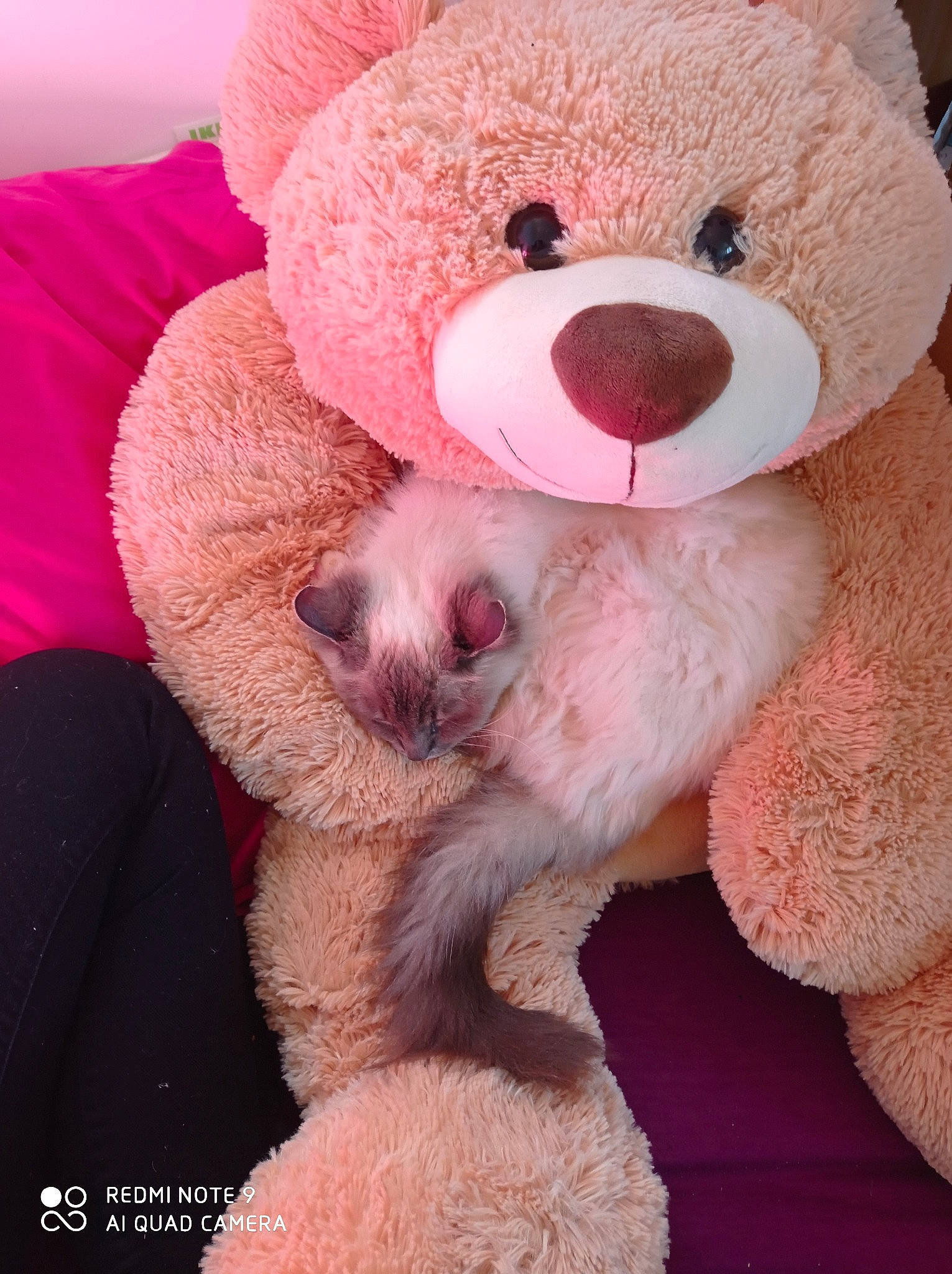 Dior a rejoint le concours — aidez-le/la à gagner de superbes lots ! bear, nose, pink, plush, snout, stuffed_toy, teddy_bear, textile, toy