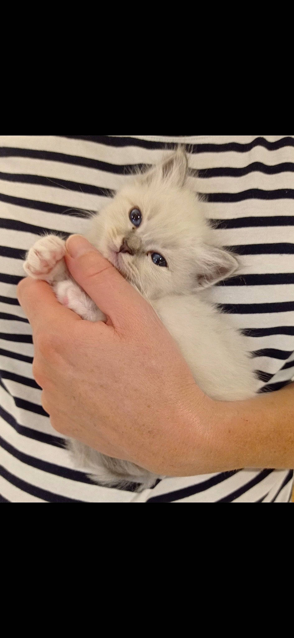 Shelby participe au concours pour gagner de l'argent avec cette photo : abdomen, british_longhair, canidae, carnivore, cat, claw, companion_dog, fawn, felidae, finger, fur, gesture, nail, paw, ragdoll, sitting, small_to_medium_sized_cats, snout, tail, whiskers