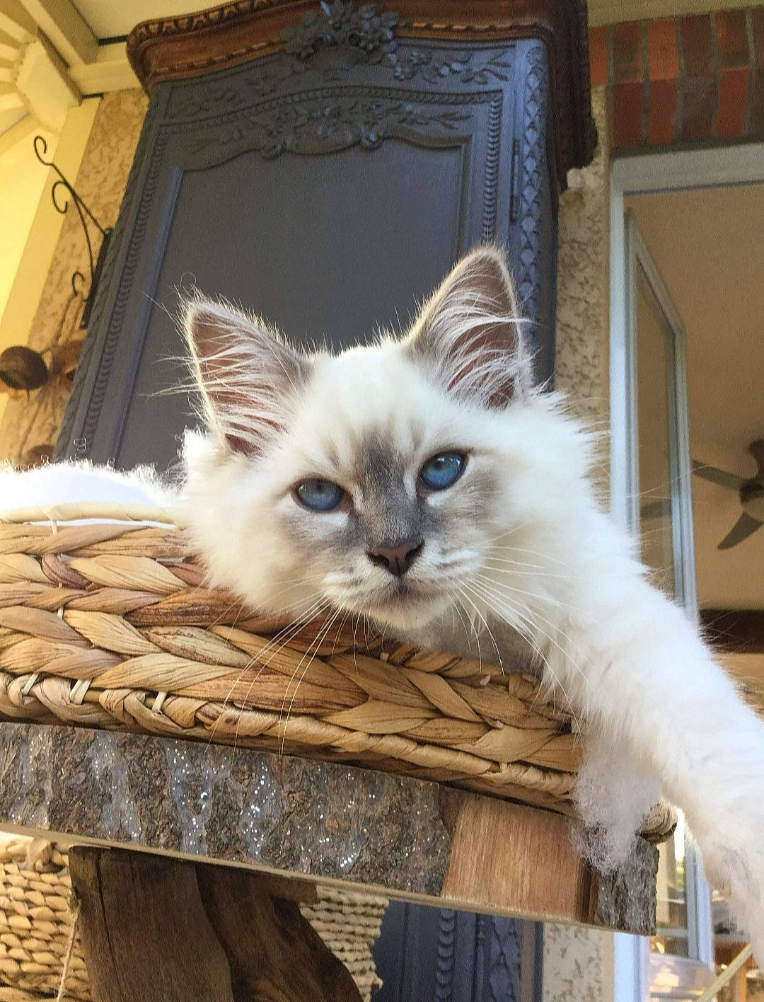 Shelby a rejoint le concours — aidez-le/la à gagner de superbes lots ! balinese, birman, carnivore, cat, claw, fawn, felidae, fur, paw, picture_frame, ragdoll, small_to_medium_sized_cats, snout, tail, thai, whiskers, window, wood