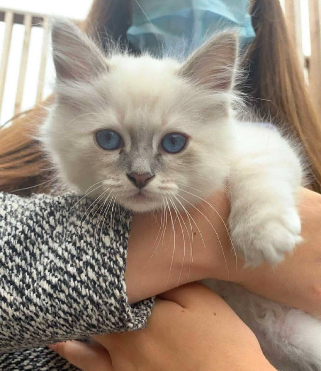 Shelby a rejoint le concours — aidez-le/la à gagner de superbes lots ! bed, carnivore, cat, cat_bed, cat_supply, claw, comfort, fawn, felidae, foot, fur, gesture, iris, nail, paw, small_to_medium_sized_cats, snout, tail, whiskers, wrist