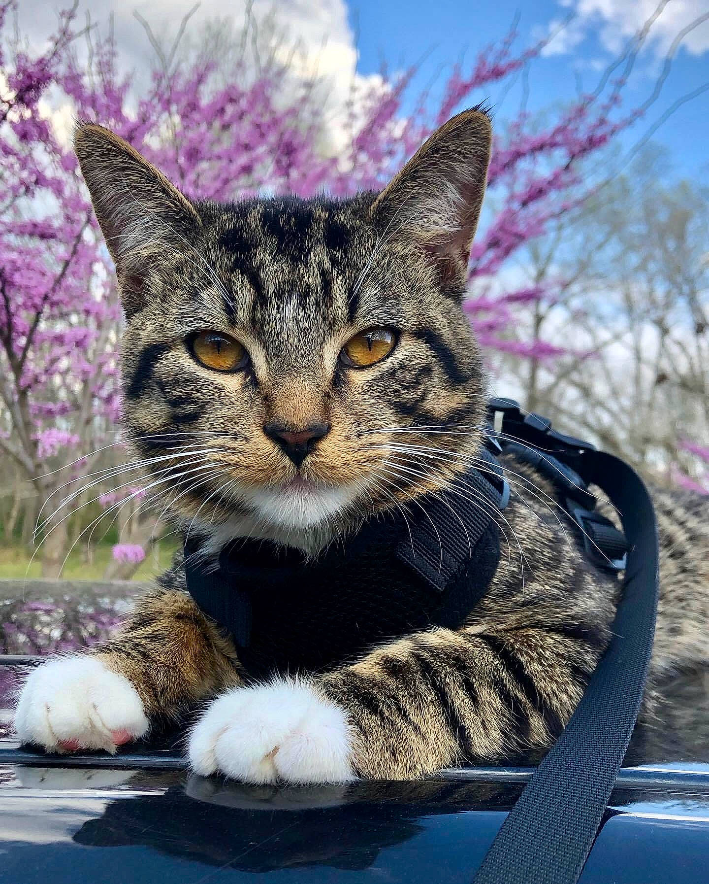 Peewee is registered to the contest to win money with this photo: art, carnivore, cat, cloud, domestic_short_haired_cat, felidae, flower, fur, grass, paw, plant, sitting, sky, small_to_medium_sized_cats, snout, tail, tree, whiskers, wilderness, wildlife