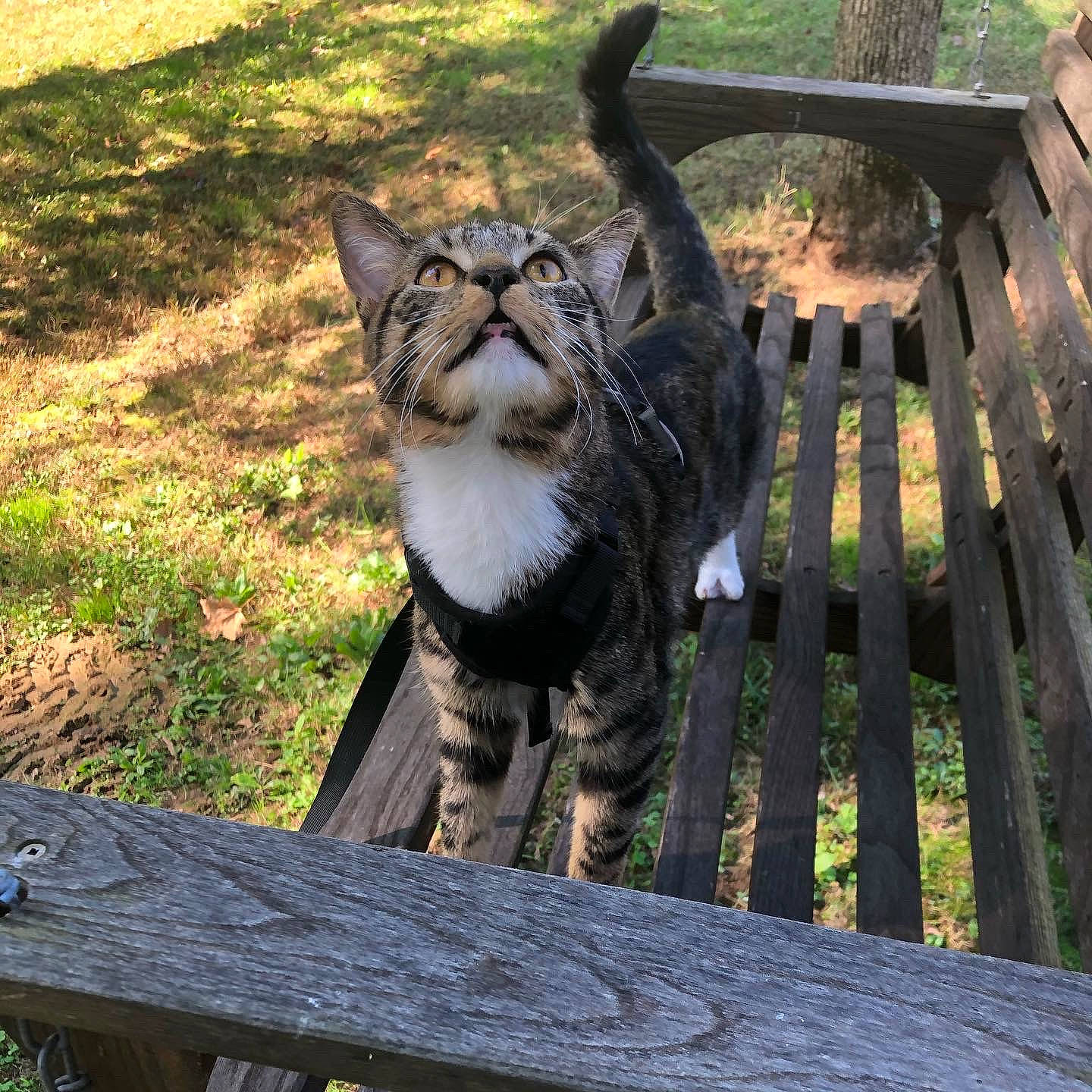 Peewee is registered to the contest to win money with this photo: canidae, carnivore, cat, domestic_short_haired_cat, fawn, felidae, fence, fur, grass, home_fencing, metal, plant, recreation, small_to_medium_sized_cats, snout, tail, terrestrial_animal, whiskers, wildlife, wood