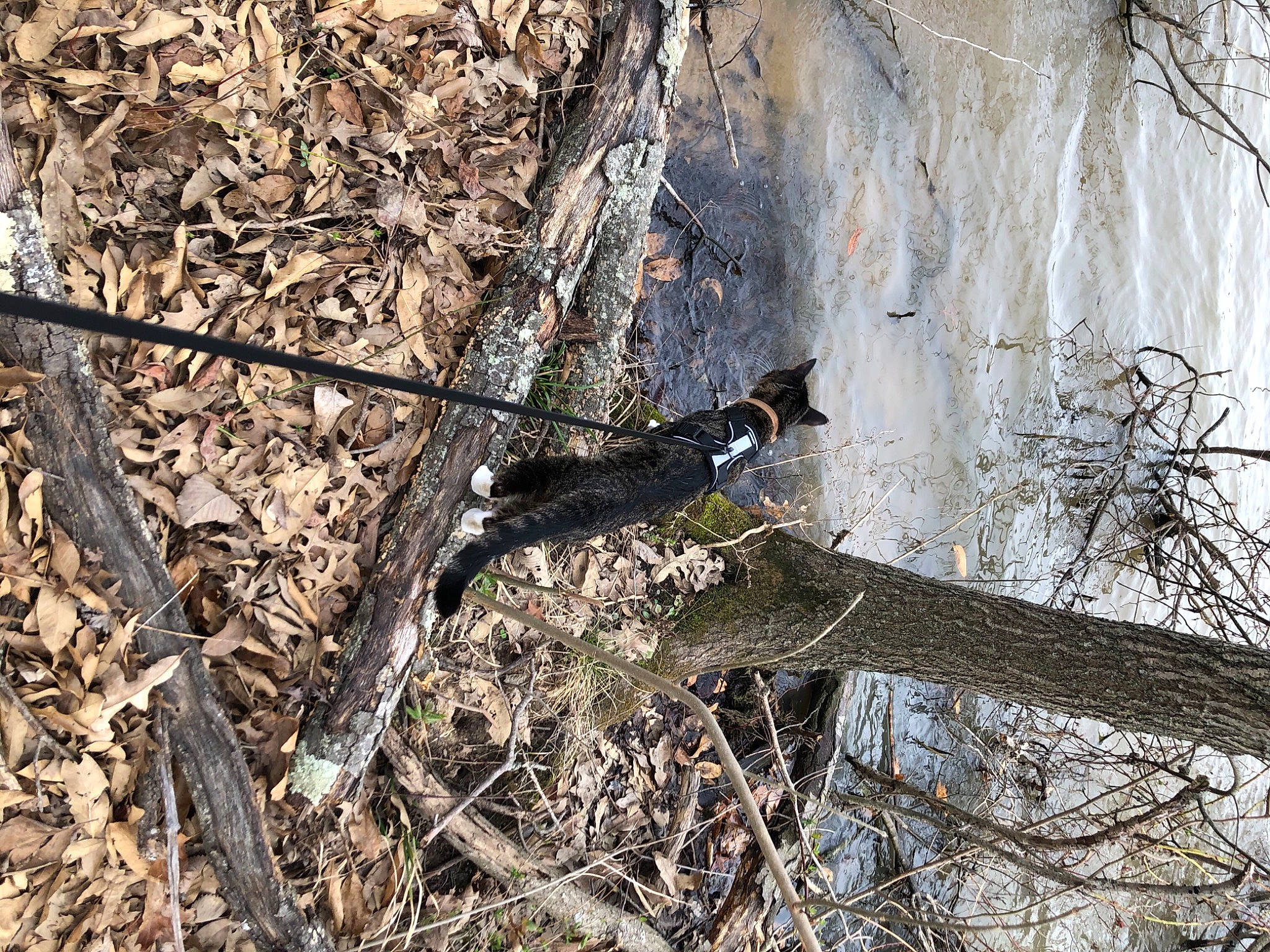 Peewee joined the competition — help win amazing prizes! beak, bedrock, biome, grass, northern_hardwood_forest, plant, plant_stem, rock, shadow, soil, tree, trunk, twig, water, wildlife, wood, woody_plant