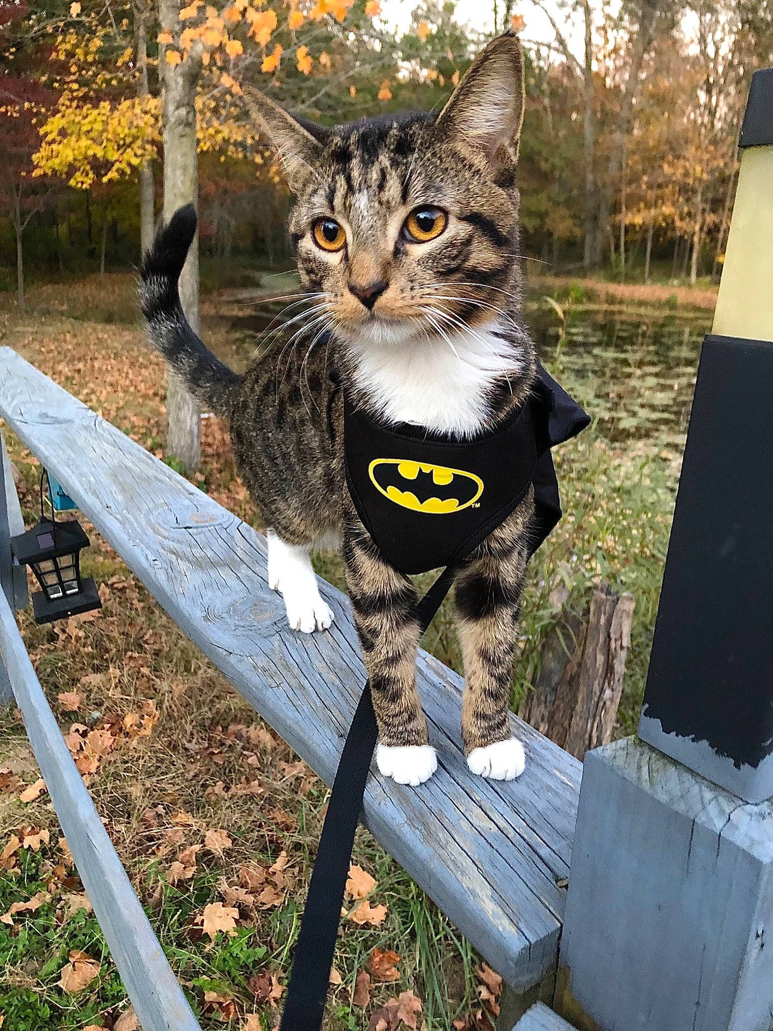 Peewee joined the competition — help win amazing prizes! carnivore, cat, domestic_short_haired_cat, eyewear, fashion_accessory, felidae, fur, glasses, grass, paw, photo_caption, plant, sitting, small_to_medium_sized_cats, snout, tail, terrestrial_animal, tree, trunk, whiskers