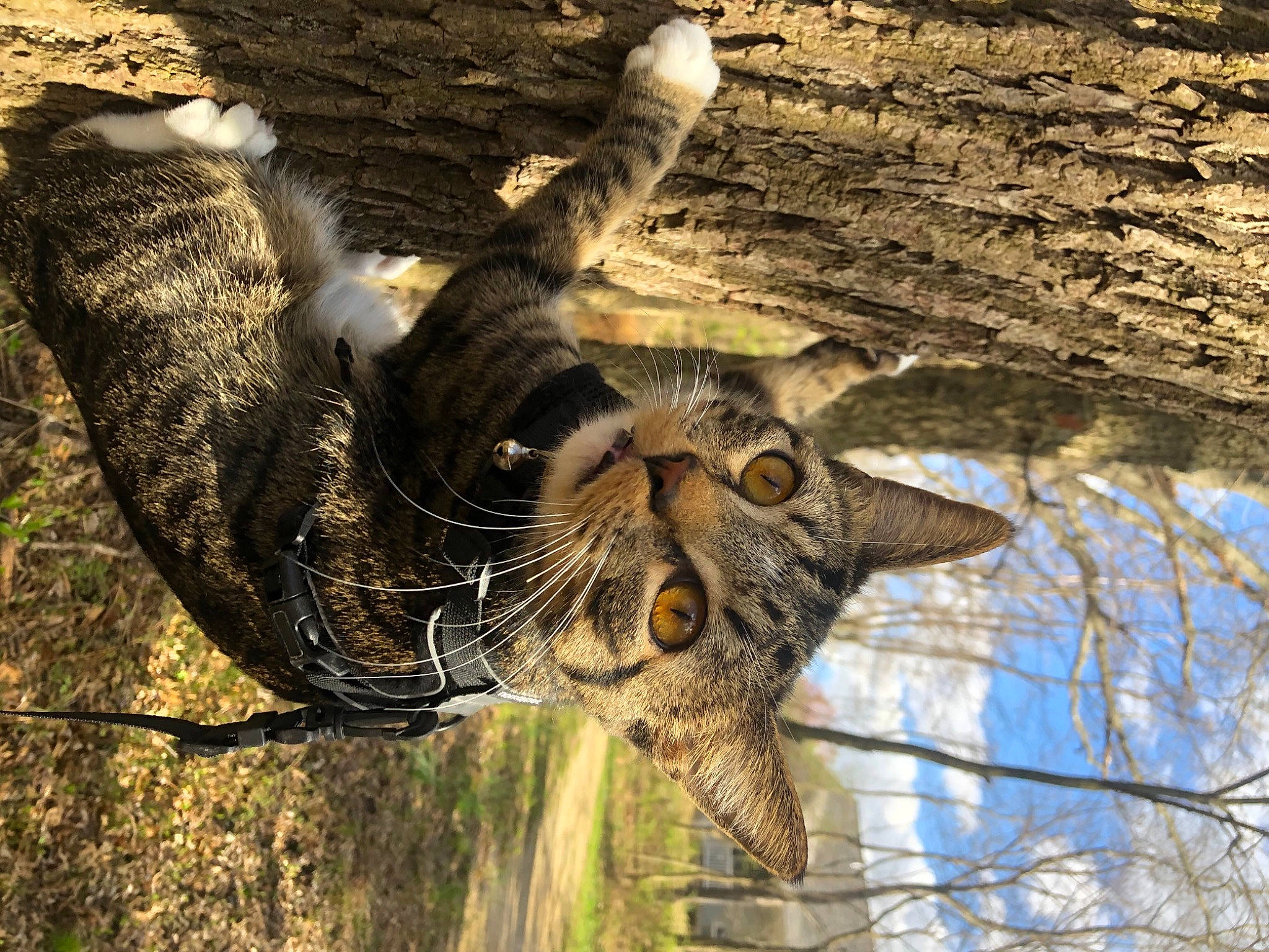 Peewee joined the competition — help win amazing prizes! big_cats, bird_of_prey, branch, fawn, felidae, fur, grass, pattern, plant, reflection, small_to_medium_sized_cats, snout, terrestrial_animal, tree, trunk, twig, whiskers, wildlife, wood, working_animal