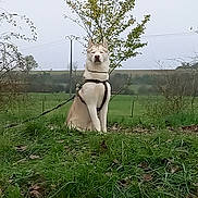 Tyson participe au concours pour gagner de l'argent avec cette photo : alert, animal, canine, collar, countryside, dog, fence, field, grass, hills, landscape, leash, nature, outdoors, overcast, portrait, rural, sitting, tree, white_dog