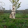 alert, animal, canine, collar, countryside, dog, fence, field, grass, hills, landscape, leash, nature, outdoors, overcast, portrait, rural, sitting, tree, white_dog