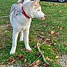 Tyson participe au concours pour gagner de l'argent avec cette photo : animal_portrait, canine, collar, curled_tail, daylight, dog, fallen_leaves, grass, leash, outdoor, park, parked_cars, pointy_ears, red_collar, standing, stick, street, tree, urban, white_dog