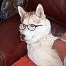 Tyson a rejoint le concours — aidez-le/la à gagner de superbes lots ! animal, costume, crossed_paws, cushion, dog, eyewear, framed_pictures, funny, glasses, home, husky, indoor, leather_chair, lounging, pet, portrait, reindeer, siberian_husky, sitting, white_fur