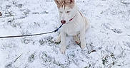 Tyson a rejoint le concours — aidez-le/la à gagner de superbes lots ! animal, backyard, canine, cold_weather, collar, dog, fluffy, grass, leash, outdoor, pet, pointed_ears, portrait, red_collar, shrubs, sitting, snow, snowy_ground, white_dog, winter