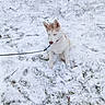 animal, backyard, canine, cold_weather, collar, dog, fluffy, grass, leash, outdoor, pet, pointed_ears, portrait, red_collar, shrubs, sitting, snow, snowy_ground, white_dog, winter