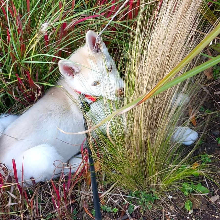 Tyson participe au concours pour gagner de l'argent avec cette photo : animal, cat, collar, ears, eyes, feline, fur, garden, garden_bed, grass, leash, lying_down, nature, ornamental_grass, outdoor, pet, phone_screenshot, plants, portrait, white_cat