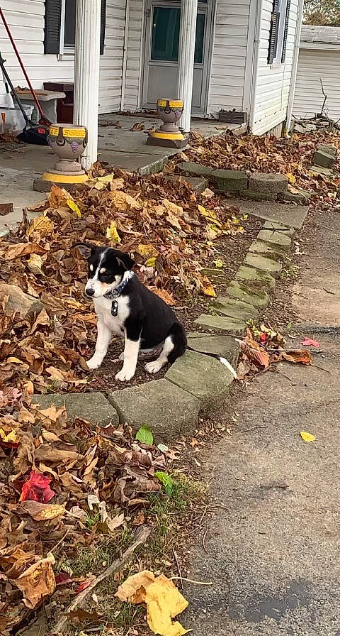 Jack is registered to the contest to win money with this photo: asphalt, canidae, carnivore, cat, companion_dog, dog_breed, door, felidae, grass, home, plant, road_surface, sash_window, sidewalk, siding, small_to_medium_sized_cats, soil, tail, tree, wood