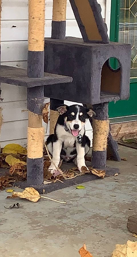 Jack joined the competition — help win amazing prizes! building, canidae, carnivore, companion_dog, dog, dog_breed, dog_collar, dog_supply, door, fawn, flooring, house, porch, sidewalk, snout, sporting_group, street, wood, working_animal, working_dog