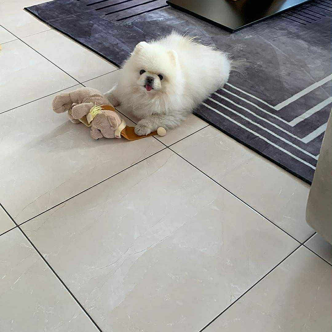 Shanel participe au concours pour gagner de l'argent avec cette photo : dog, white_dog, fluffy, stuffed_toy, toy, floor, tile_floor, living_room, carpet, wooden_cabinet, coffee_table, indoor, pet, cute, small_dog, home, relaxed, animal, domestic_animal, fur