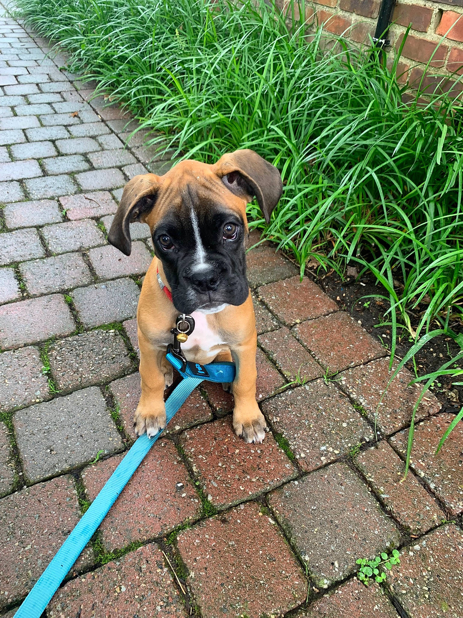 Thor is registered to the contest to win money with this photo: brick, brickwork, carnivore, collar, companion_dog, dog, dog_breed, dog_supply, fawn, grass, green, groundcover, pet_supply, plant, road_surface, sidewalk, snout, sporting_group, tail, working_animal