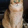 cat, scottish_fold, wide_eyes, fur, sitting, indoor, decorative_objects, table, reflective_surface, curious, pet, animal, brown_fur, whiskers, ears, domestic_cat, close_up, alert, green_eyes, feline
