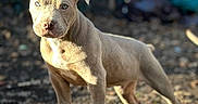 Gauge joined the competition — help win amazing prizes! puppy, dog, pitbull, outdoor, sunlight, ears, curious, standing, concrete, animal, pet, young, brown, short_hair, ears_up, alert, nature, background_blur, daylight, canine
