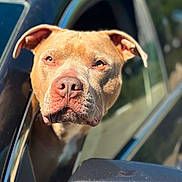 Gauge joined the competition — help win amazing prizes! dog, pitbull, car, window, side_mirror, sunlight, close_up, pet, animal, outdoor, brown_fur, face, ears, nose, expression, vehicle, reflection, daylight, looking, curious