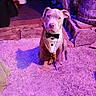 Gauge is registered to the contest to win money with this photo: puppy, dog, tuxedo, pet, indoor, carpet, purple_lighting, shadow, cute, animal, young_dog, sitting, domestic_animal, floor, toy, background, container, wood, metal, cozy