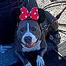 Chevy joined the competition — help win amazing prizes! dog, mickey_mouse_ears, red_bow, polka_dots, leash, smiling, outdoor, gravel, shadow, chain_collar, paws, resting, playful, pet, canine, costume, animal, tongue_out, ears, happy