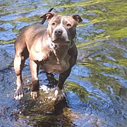 Chevy joined the competition — help win amazing prizes! dog, water, river, rock, outdoor, animal, standing, nature, sunlight, reflection, paw, canine, mammal, daylight, fur, portrait, wet, calm, scenic, wildlife