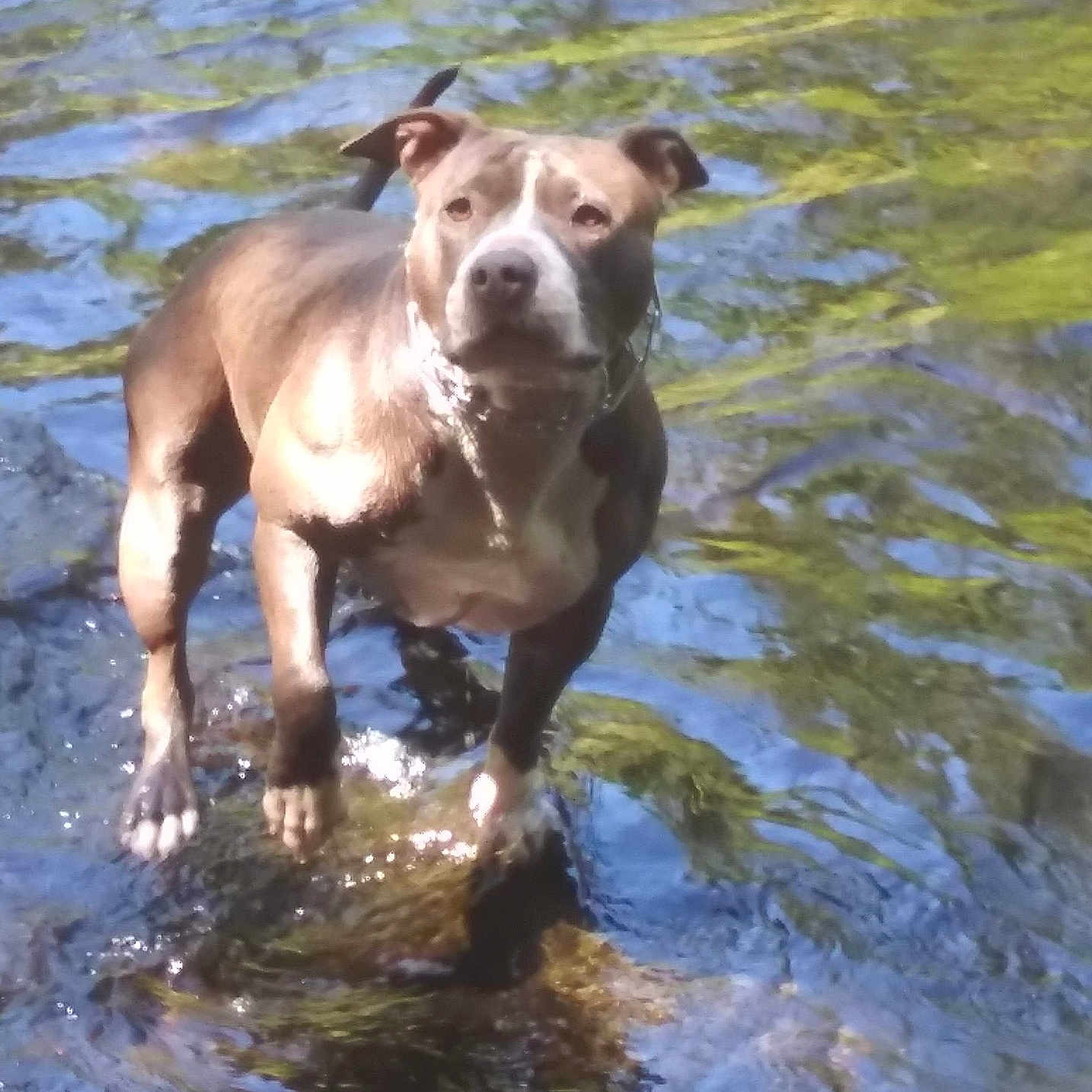 Chevy joined the competition — help win amazing prizes! dog, water, river, rock, outdoor, animal, standing, nature, sunlight, reflection, paw, canine, mammal, daylight, fur, portrait, wet, calm, scenic, wildlife