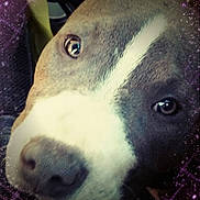 Chevy joined the competition — help win amazing prizes! dog, close_up, portrait, face, animal, pet, brown, white_stripe, nose, eyes, cosmic, space, stars, purple, whimsical, dreamy, cute, furry, canine, background