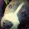 dog, close_up, portrait, face, animal, pet, brown, white_stripe, nose, eyes, cosmic, space, stars, purple, whimsical, dreamy, cute, furry, canine, background