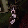Chevy is registered to the contest to win money with this photo: dog, paw, boot, indoor, floor, blanket, plaid, curious, pet, animal, brown, white, carpet, dark, shadow, reflection, window, glass, casual, relaxed