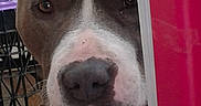 Chevy is registered to the contest to win money with this photo: dog, close_up, peeking, toy, blanket, indoor, face, animal, curious, brown, white, soft_toy, fabric, pet, nose, ears, furniture, crate, resting, background