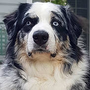 Sierra Rose is registered to the contest to win money with this photo: dog, blue_eyes, fluffy, portrait, outdoor, close_up, black_and_white, fur, pet, animal, canine, face, nose, ears, expression, background_blur, muzzle, whiskers, alert, calm