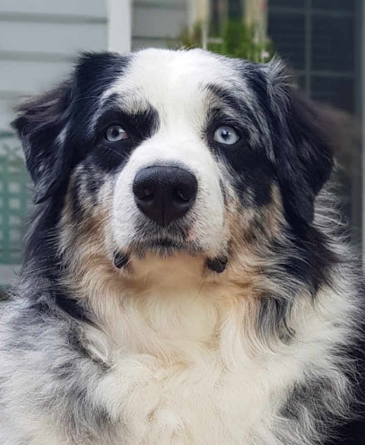 Sierra Rose is registered to the contest to win money with this photo: dog, blue_eyes, fluffy, portrait, outdoor, close_up, black_and_white, fur, pet, animal, canine, face, nose, ears, expression, background_blur, muzzle, whiskers, alert, calm