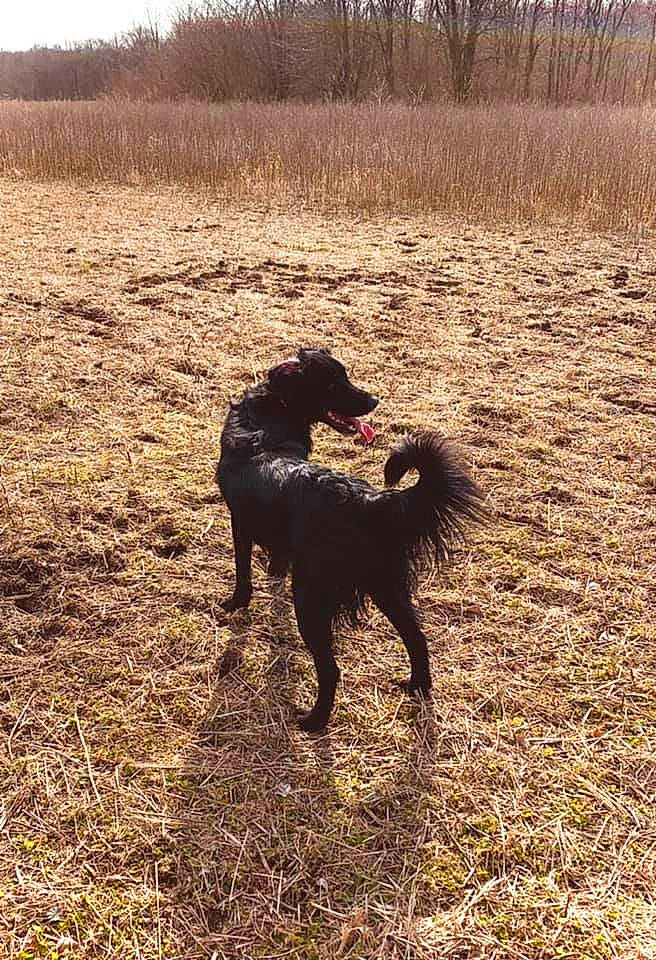 Chief joined the competition — help win amazing prizes! canidae, carnivore, companion_dog, dog, dog_breed, field, grass, grassland, gun_dog, landscape, pasture, plant, shadow, soil, sporting_group, tail, terrestrial_animal, tree, water_dog, working_animal