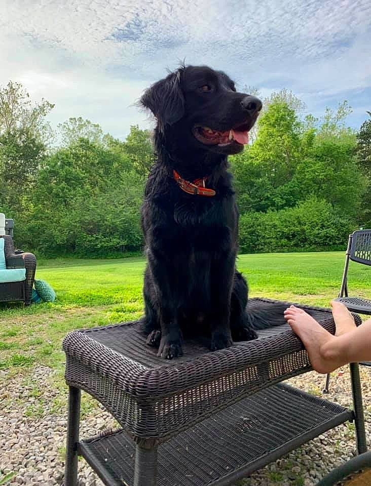 Chief is registered to the contest to win money with this photo: art, canidae, carnivore, chair, cloud, companion_dog, dog, dog_breed, dog_collar, grass, gun_dog, leisure, outdoor_furniture, plant, sitting, sky, sporting_group, tree, working_animal, working_dog