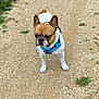 Rio a rejoint le concours — aidez-le/la à gagner de superbes lots ! dog, french_bulldog, canine, pet, outdoor, gravel_path, blue_harness, standing, brown_and_white, ears_up, alert, nature, walking, grass, small_dog, daylight, animal, fur, snout, companion