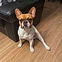 Rio participe au concours pour gagner de l'argent avec cette photo : dog, french_bulldog, pet, indoor, floor, wooden_floor, couch, leather_couch, sitting, ears_up, brown_and_white, cute, animal, companion, household, domestic, portrait, canine, looking, alert