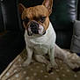 dog, french_bulldog, pet, indoor, blanket, couch, brown, white, ears, face, sitting, fur, animal, looking, portrait, cute, companion, relaxed, polka_dot, cozy