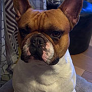 Rio a rejoint le concours — aidez-le/la à gagner de superbes lots ! dog, french_bulldog, pet, indoor, sitting, ears, face, fur, brown, white, cushion, curtains, home, floor, portrait, animal, canine, companion, cute, expression