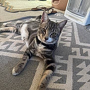 Draco joined the competition — help win amazing prizes! cat, tabby_cat, indoor, rug, patterned_rug, relaxed, pet, feline, paws, collar, household_item, heater, cat_house, floor, curious, looking_at_camera, cozy, home, animal, domestic
