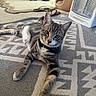 cat, tabby_cat, indoor, rug, patterned_rug, relaxed, pet, feline, paws, collar, household_item, heater, cat_house, floor, curious, looking_at_camera, cozy, home, animal, domestic