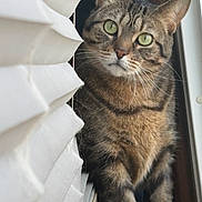Willow is registered to the contest to win money with this photo: cat, tabby, green_eyes, window, blinds, curious, paws, indoor, pet, animal, feline, striped, whiskers, close_up, portrait, alert, looking, soft_light, wooden_frame, domestic