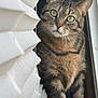 cat, tabby, green_eyes, window, blinds, curious, paws, indoor, pet, animal, feline, striped, whiskers, close_up, portrait, alert, looking, soft_light, wooden_frame, domestic