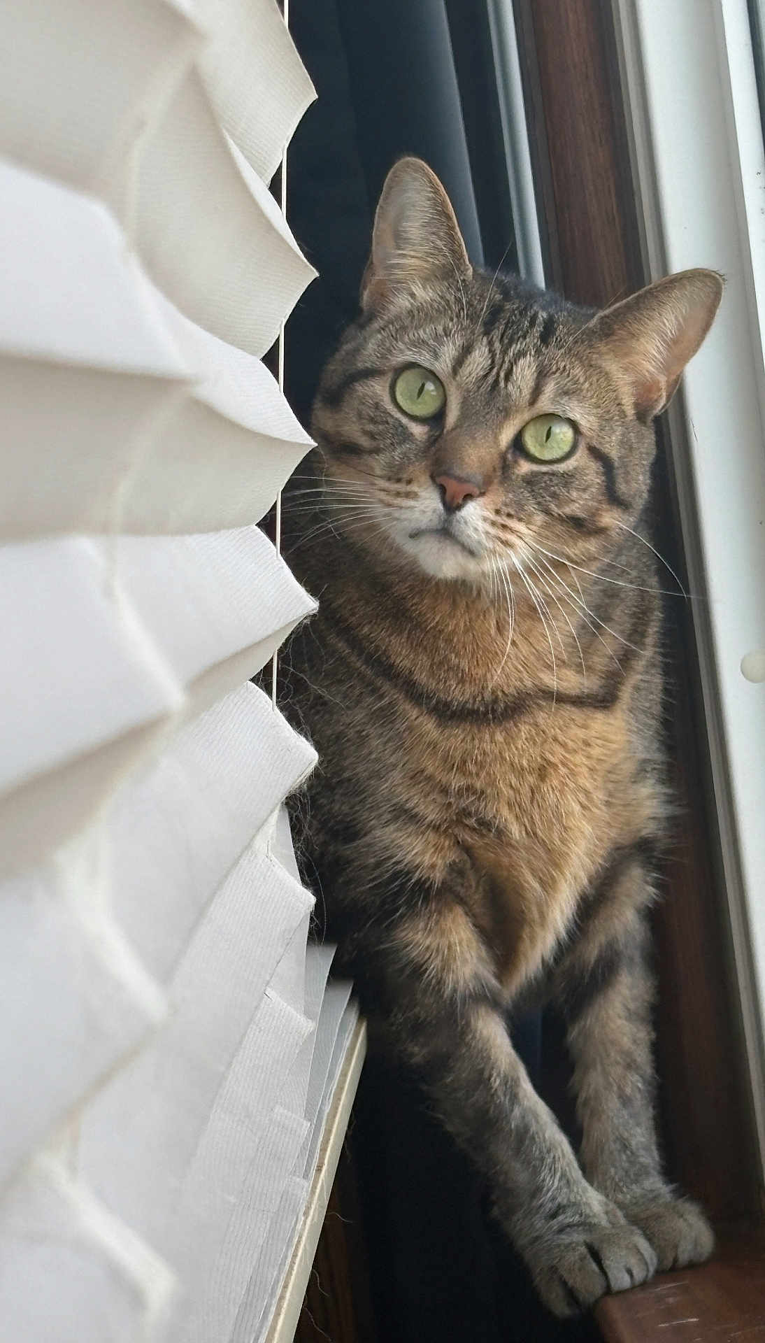 Willow is registered to the contest to win money with this photo: cat, tabby, green_eyes, window, blinds, curious, paws, indoor, pet, animal, feline, striped, whiskers, close_up, portrait, alert, looking, soft_light, wooden_frame, domestic